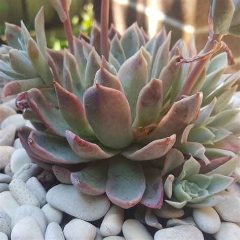 Echeveria Violet Queen Echeveria Violet Queen Uploaded By