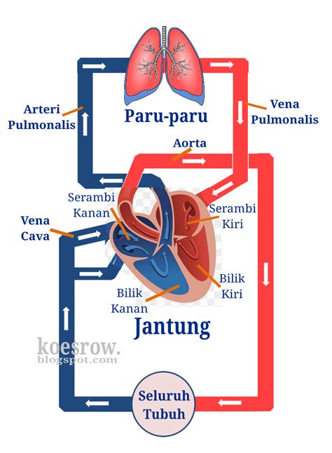 Sistem Peredaran Darah Manusia Kelas 5 Sd Homecare24