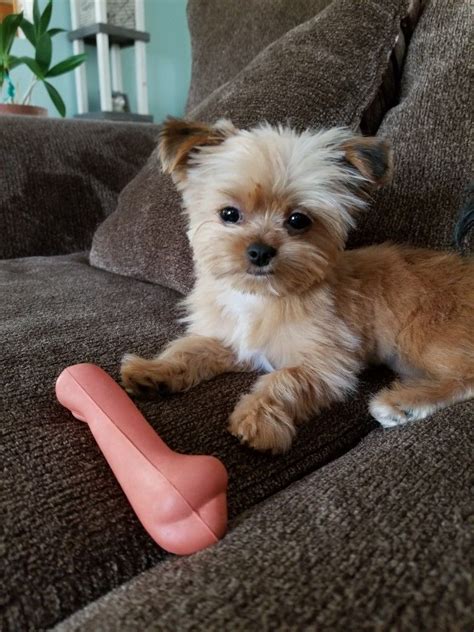 Shorkie At 6 Months Cracker Jax Yorkie Poo Puppies Teacup Puppies