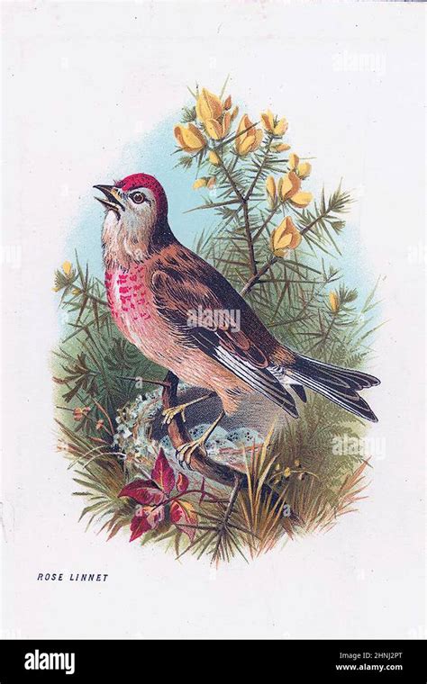 Vintage Bird illustrations Stock Photo - Alamy