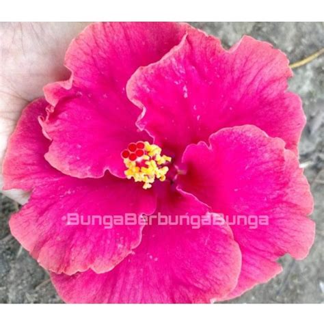 Jual Bibit Bunga Hibiscus Kembang Sepatu Bangkok Import Warna Baru