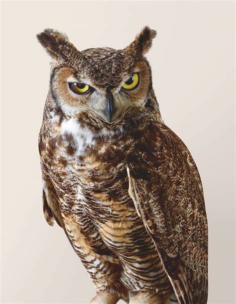 Beautiful Portraits Of Rescued Owls Atlas Obscura