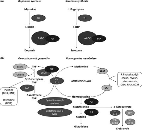 Biochemical Mechanism Of Action Of Vitamin B6 Pyridoxine A Role Of