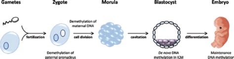 Epigenetic Regulation