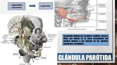 Parotiditis Bacteriana