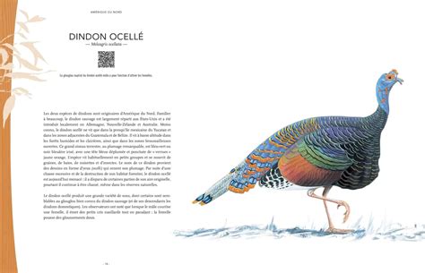 Les Plus Beaux Chants D Oiseaux Du Monde Editions Du Gerfaut