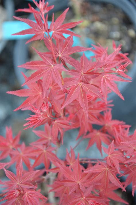 Buy Acer Palmatum Chisio Imrpoved Red Japanese Maple Mr Maple │ Buy Japanese Maple Trees