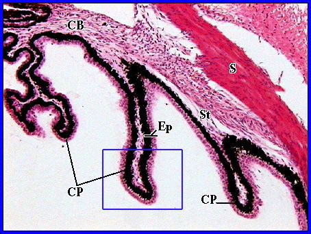 Ciliary Body Histology