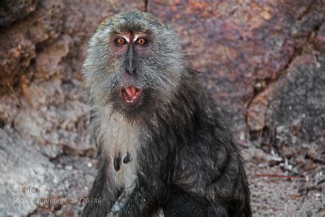 Photograph Surprised Monkey By Radu Frentiu On 500px