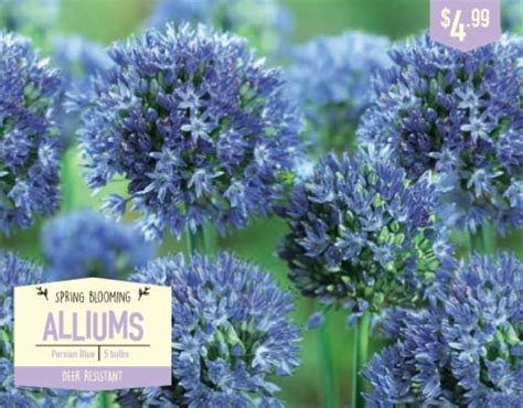 Garden State Bulb Allium Persian Blue Flower Bulbs 1 Ct Fred Meyer