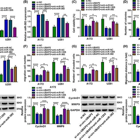 Circubap Modulated Glioma Cell Behaviors Via Targeting Mir Or