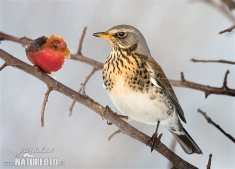 Turdus Pilaris Pictures Fieldfare Images Nature Wildlife Photos