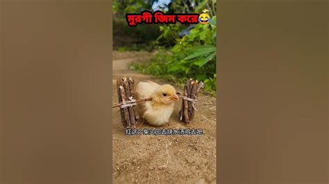 মুরগী জিম করে😂shorts Shortsfeed Youtubeshorts মুরগী Funnyshorts Trending Memes