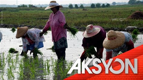 Ilang Magsasaka Ibinenta Na Ang Lupain Dahil Sa Pagkalugi Sa Rice