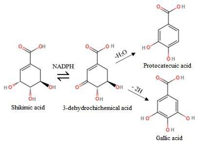 -Shikimic acid metabolic pathway. | Download Scientific Diagram