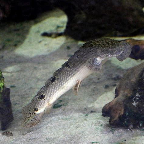 Barred Bichir