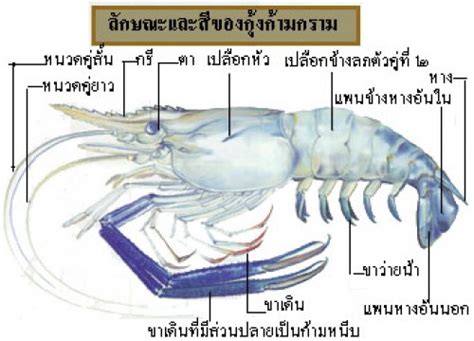 Shrimp กุ้ง Food Wiki Food Network Solution