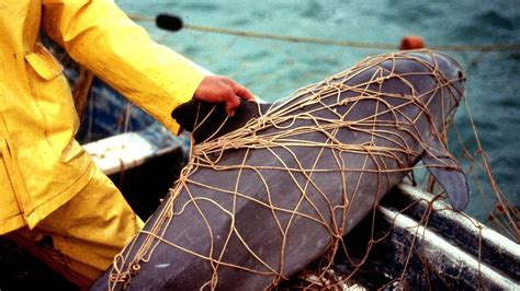 Why Are Vaquitas Endangered - Danger Choices