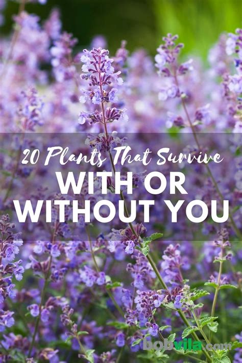 25 Plants That Survive With Or Without You Easy Plants To Grow