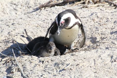 Penguin Baby South Africa - Free photo on Pixabay - Pixabay