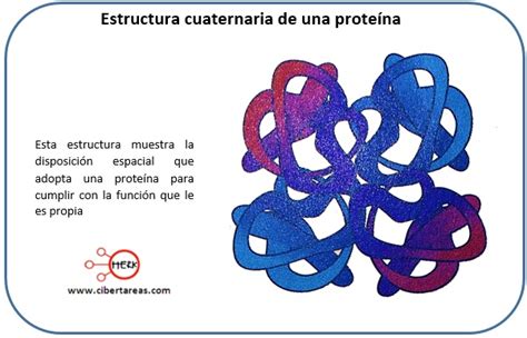 Estructura Cuaternaria De Las Prote Nas Temas Selectos De Qu Mica