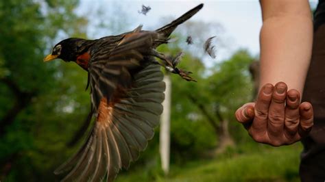 New mapping tool shows extraordinary journeys of bird migration