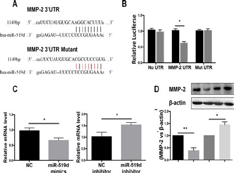 Mmp 2 Is A Direct Target Of Mir 519d 3p A Schematic Illustrating