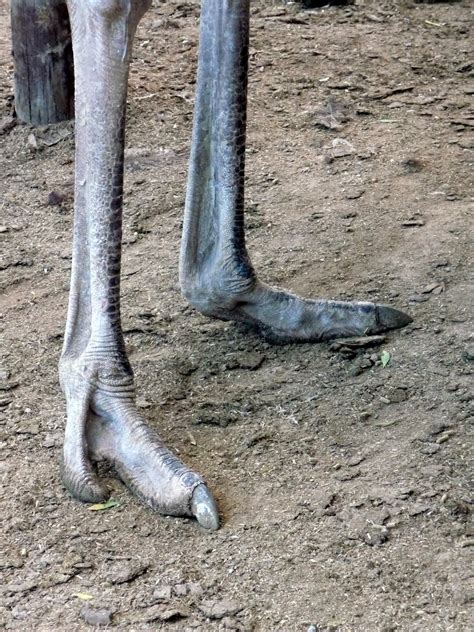 Jim And Connie in South Africa: Ostriches