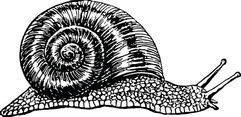 Png Snail Black And White Transparent Snail Black And Whitepng Images