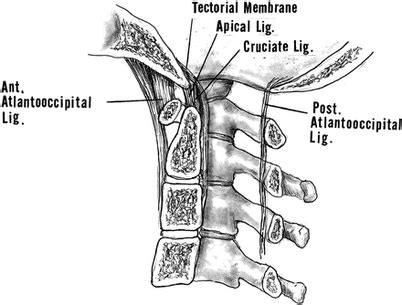 Apical ligament - Definition, Anatomy, Location, Function and Pictures - Bodterms