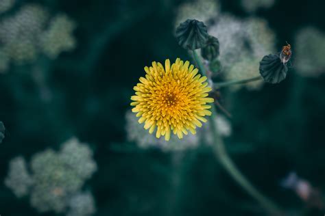 Health Promoting Benefits of Dandelion | Mighty Seeds Nutrition