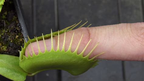 Venus Flytrap Eating A Finger