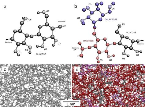 5 Representation Of A Chain Fragment Of A Amorphous Cellulose And