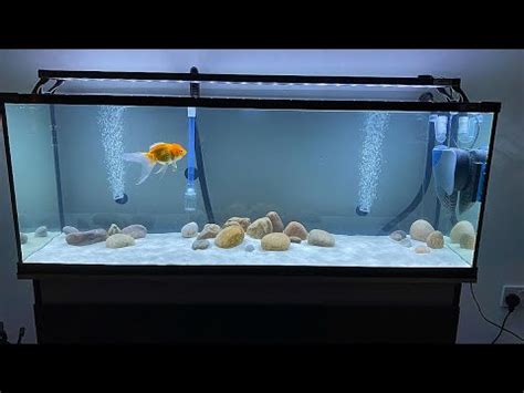 Setting Up A Fancy Goldfish Tank Youtube