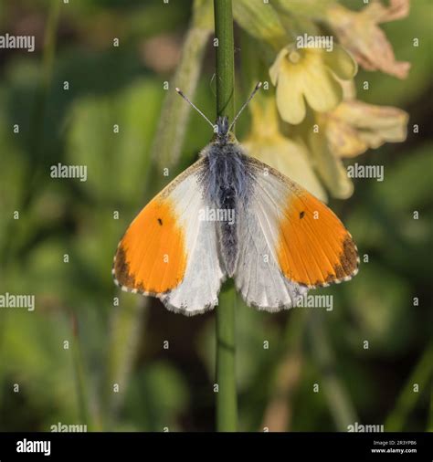 Anthocharis Cardamines Known As Orange Tip Orange Tip Butterfly Male