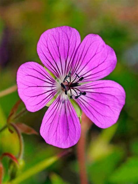 Geranium Rosetta Bluestone Perennials