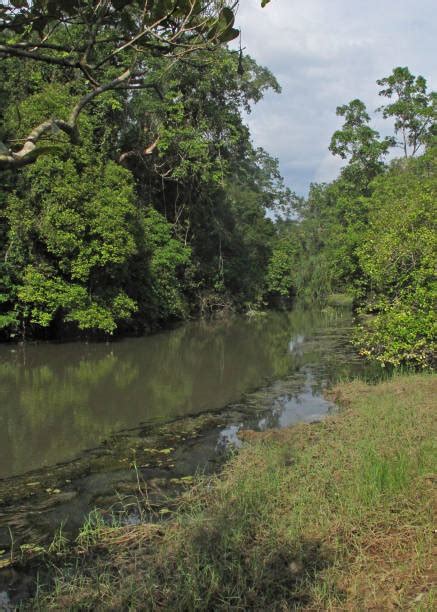 640 Taman Nasional Way Kambas Foto Foto Stok Potret And Gambar Bebas