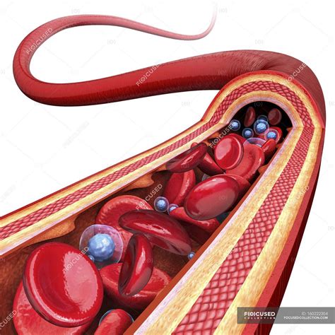human artery showing artery walls  bloodstream white background