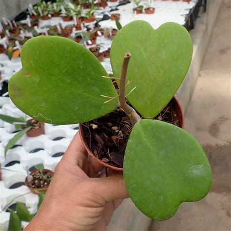 Hoya kerrii Uhlig Kakteen Más que 5 000 especies diferentes