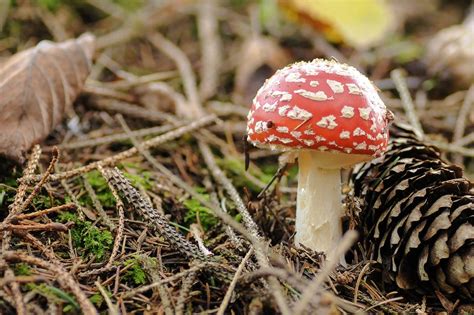 Free Photo Mushrooms Forest Forest Floor Free Image On Pixabay