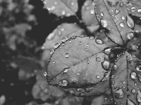 Fondos De Pantalla Otoño Bw Naturaleza Agua Lluvia Hoja Gotas