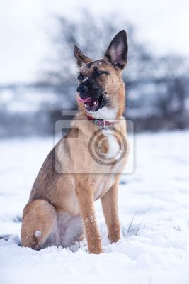 Cachorro Explorando O Pa S Das Maravilhas Do Inverno E Jogando Cartazes