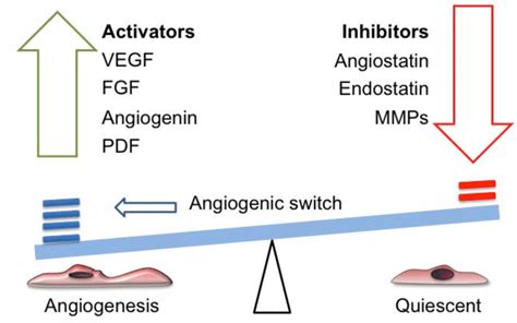 The Angiogenic Switch In Which Activators Outweigh Inhibitors And