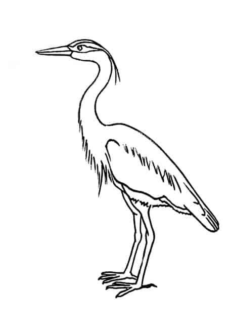 How To Draw A Grey Heron Step By Step