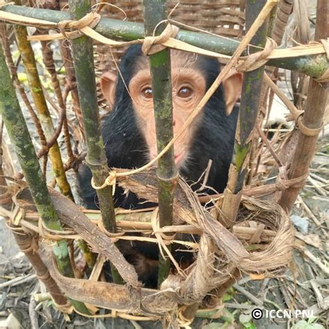 Jack Primate Sanctuary On Twitter Un Autre Massacre De Toute Une