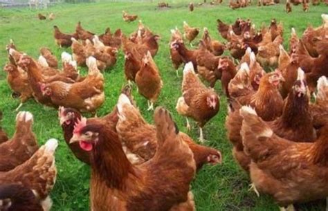 layer chicken  piece poultry farm chicks  jorhat id