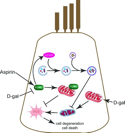 Schematic Representation Of Foxg1 Implicated In The Hc Aging Or Download Scientific Diagram