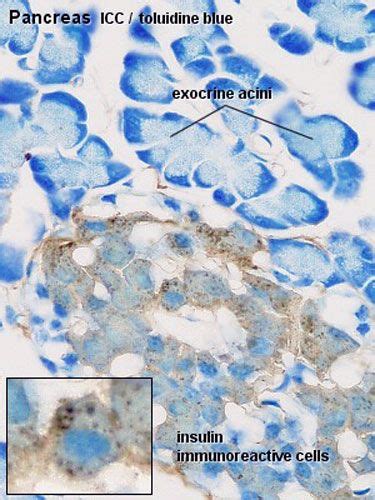 Gastrointestinal Tract Pancreas Histology Embryology Pancreas