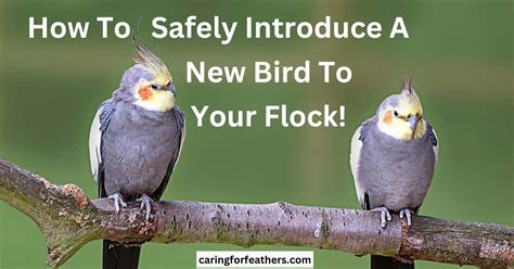 How To Safely Introduce A New Bird To Your Flock Caringforfeathers