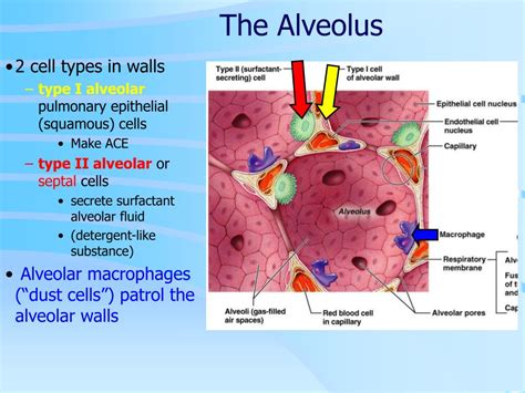 Ppt Ch 22 Lower Respiratory Anatomy Powerpoint Presentation Free